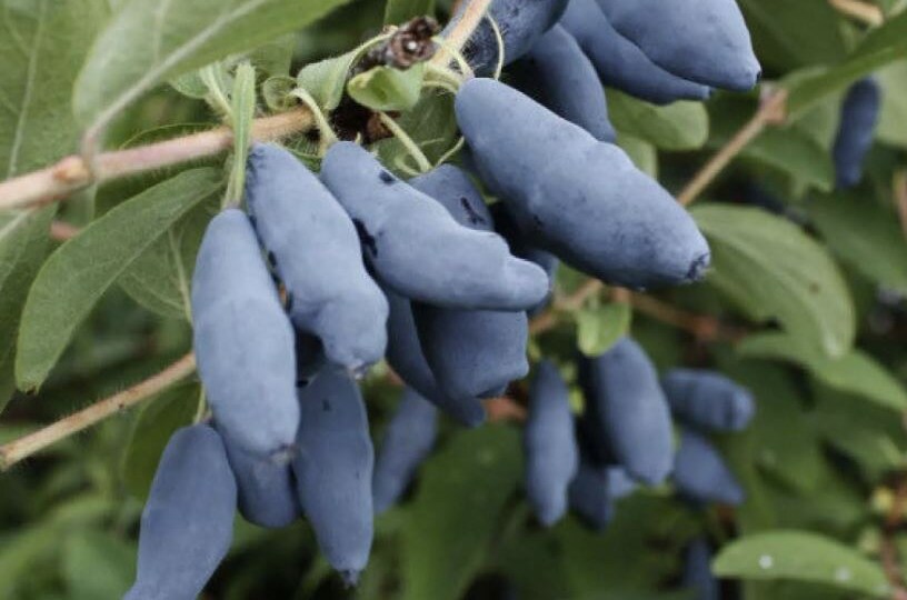 Уход за жимолостью в июне: секреты богатого урожая