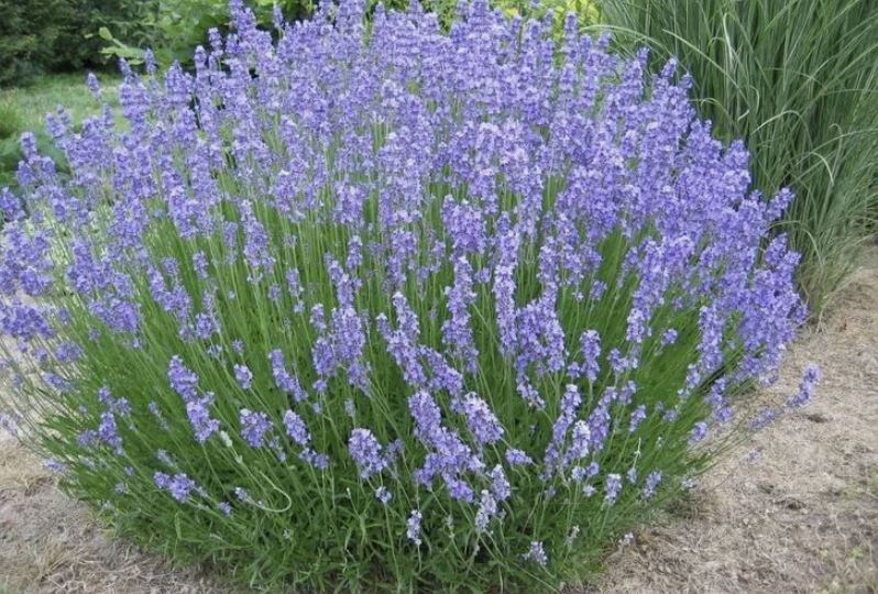 Как вырастить лаванду в саду: посадка, уход и зимовка