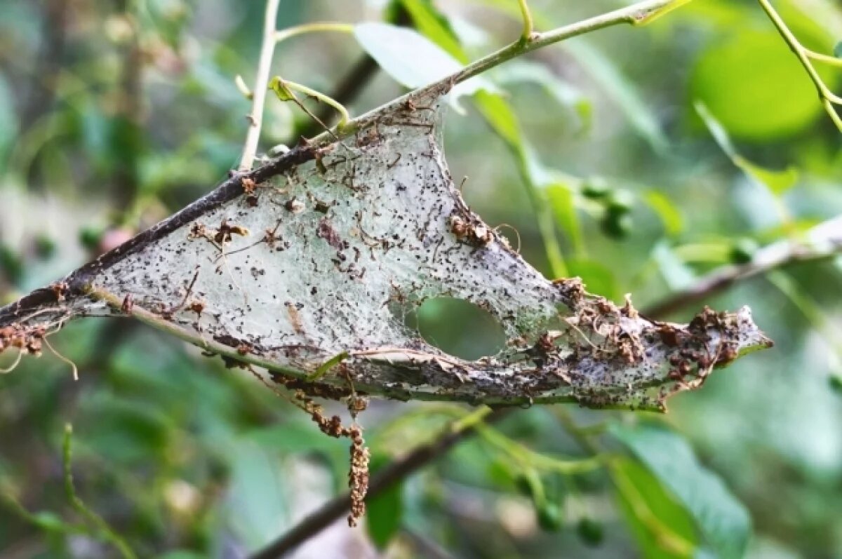    Горностаевая моль атаковала Рязанскую область