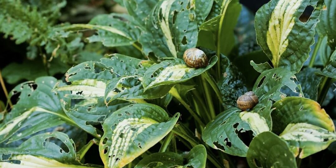 Как защитить цветы от слизней: проверенные методы борьбы
