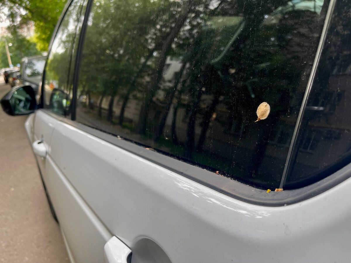 Вся пыльца растений, которая оседает на машине, при открытых окнах летит в салон. Фото: Августинка Алена