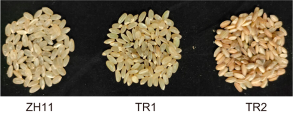 onlinelibrary.wiley.com