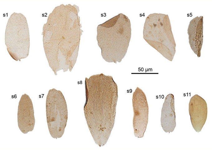 Чешуйки вляпавшейся в историю бабочки Ampatiri eloisae – древнейшие из известных чешуек насекомых.