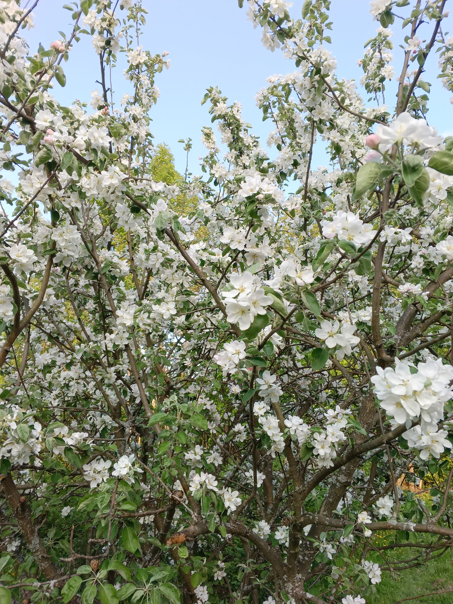 фото автора: пока еще цветут яблони
