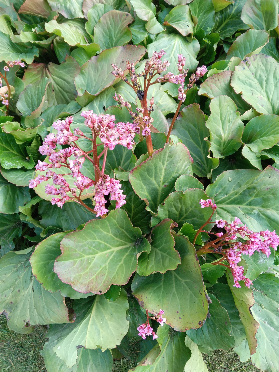 фото автора:бадан зацвёл