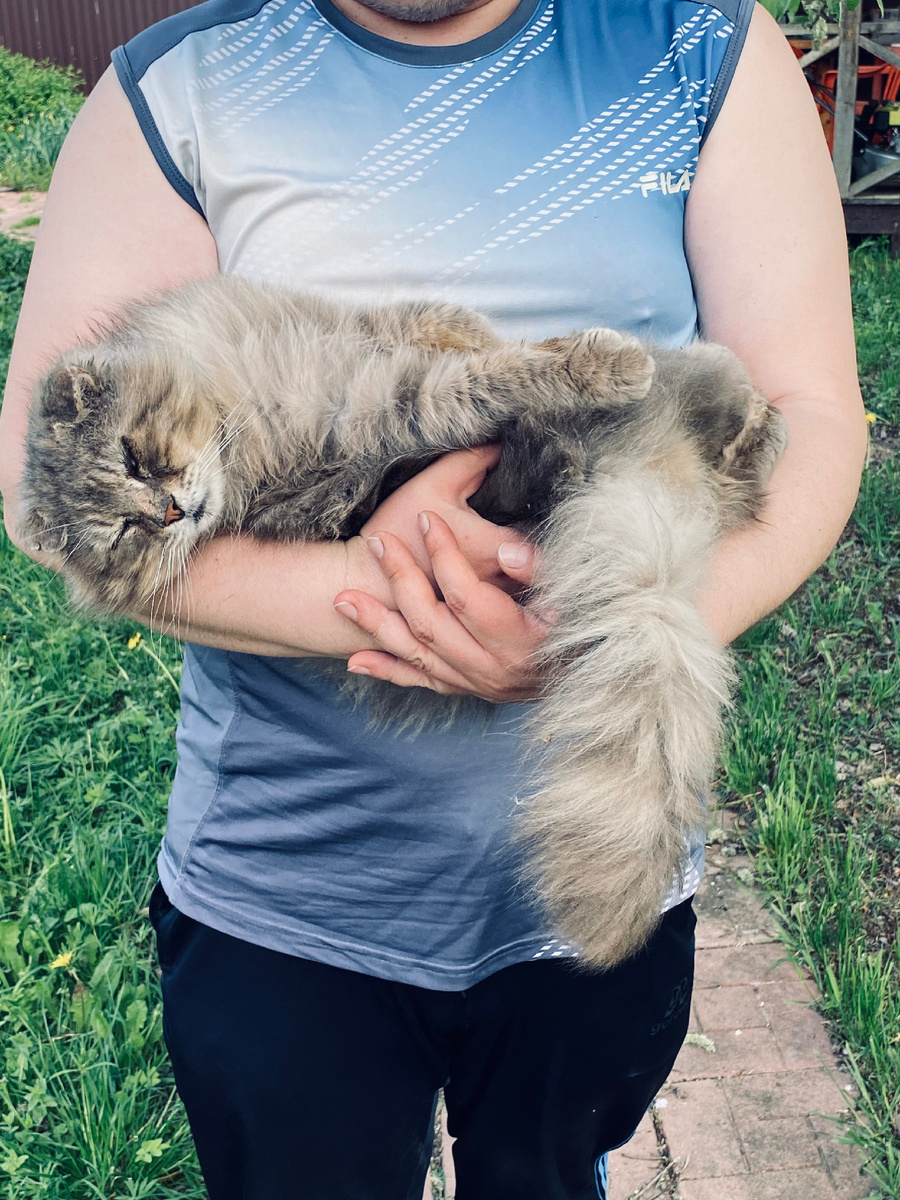 Когда Филя был уличным котом, то игра в уставшие лапки выглядела так. Везде фото автора.