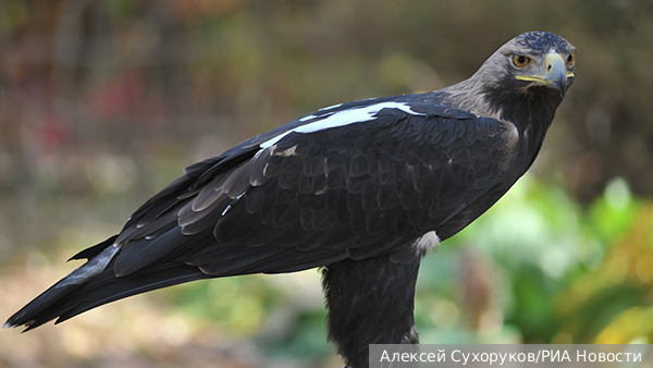     Фото: Алексей Сухоруков/РИА Новости   
 Текст: Татьяна Косолапова