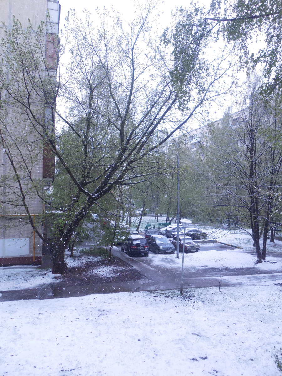 Тот цветник под большим деревом. Дерева уже нет, цветник остался