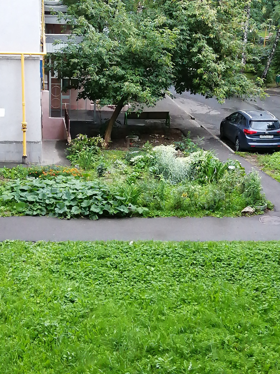 Самое эффектное растение в цветнике- тыква! Шикарно смотрится, листья очень украшают. Так было пару лет назад