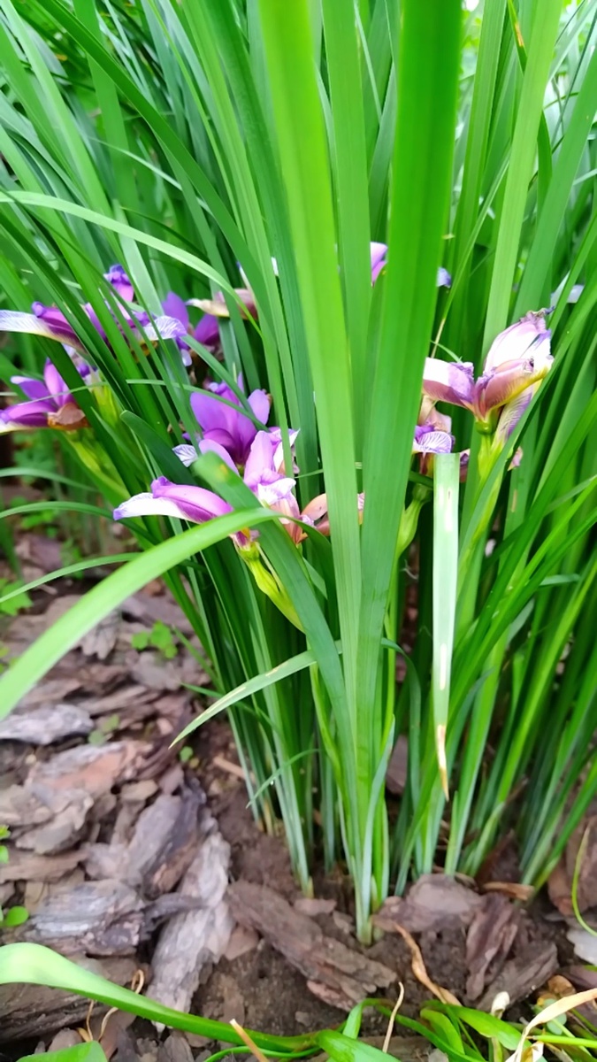 Ирис злаковидный.