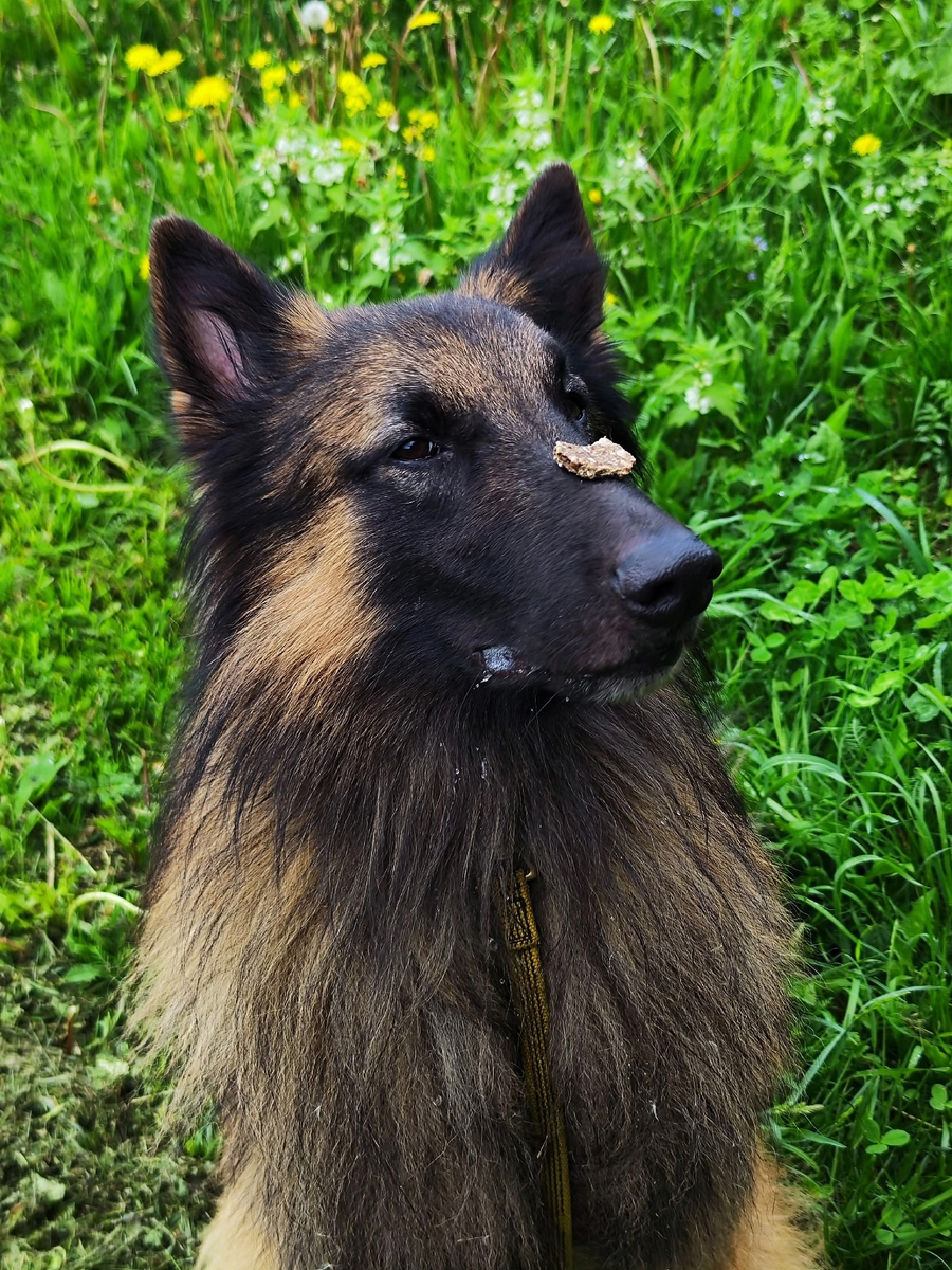 Функциональный нос со справкой