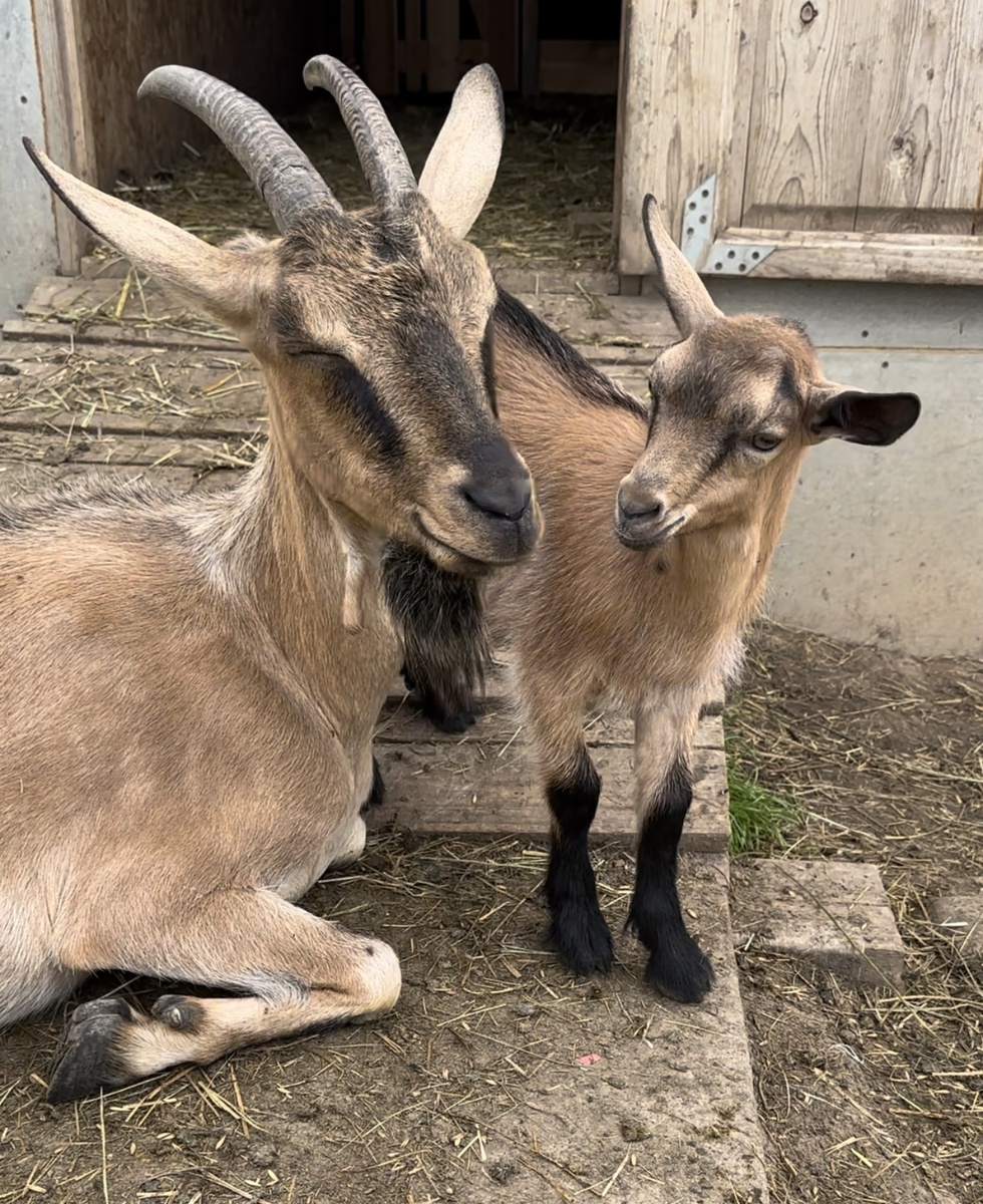 Ромашка с Пончиком