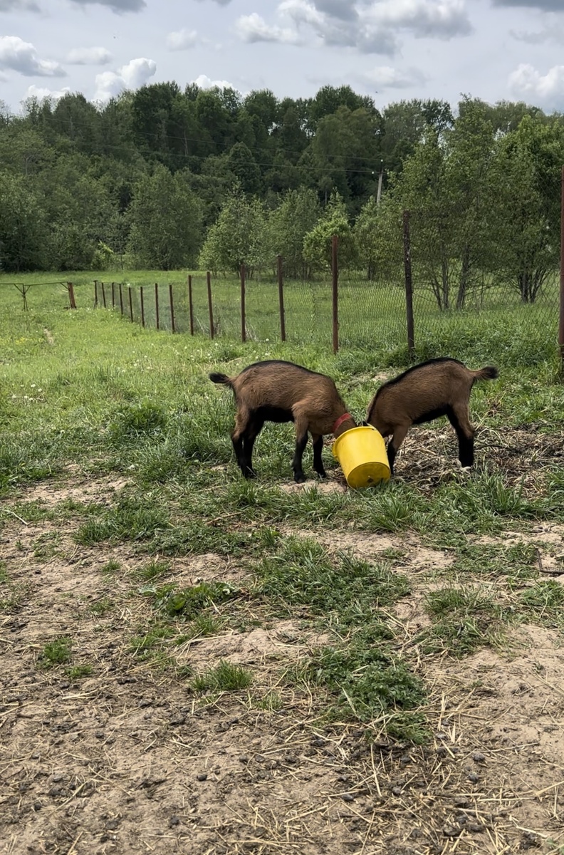 Весна и Корица доедают остатки зерна.