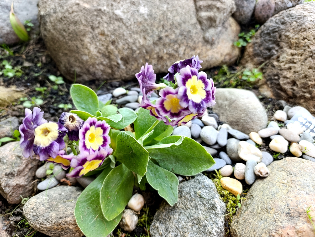 Все фото автора. Примула. 