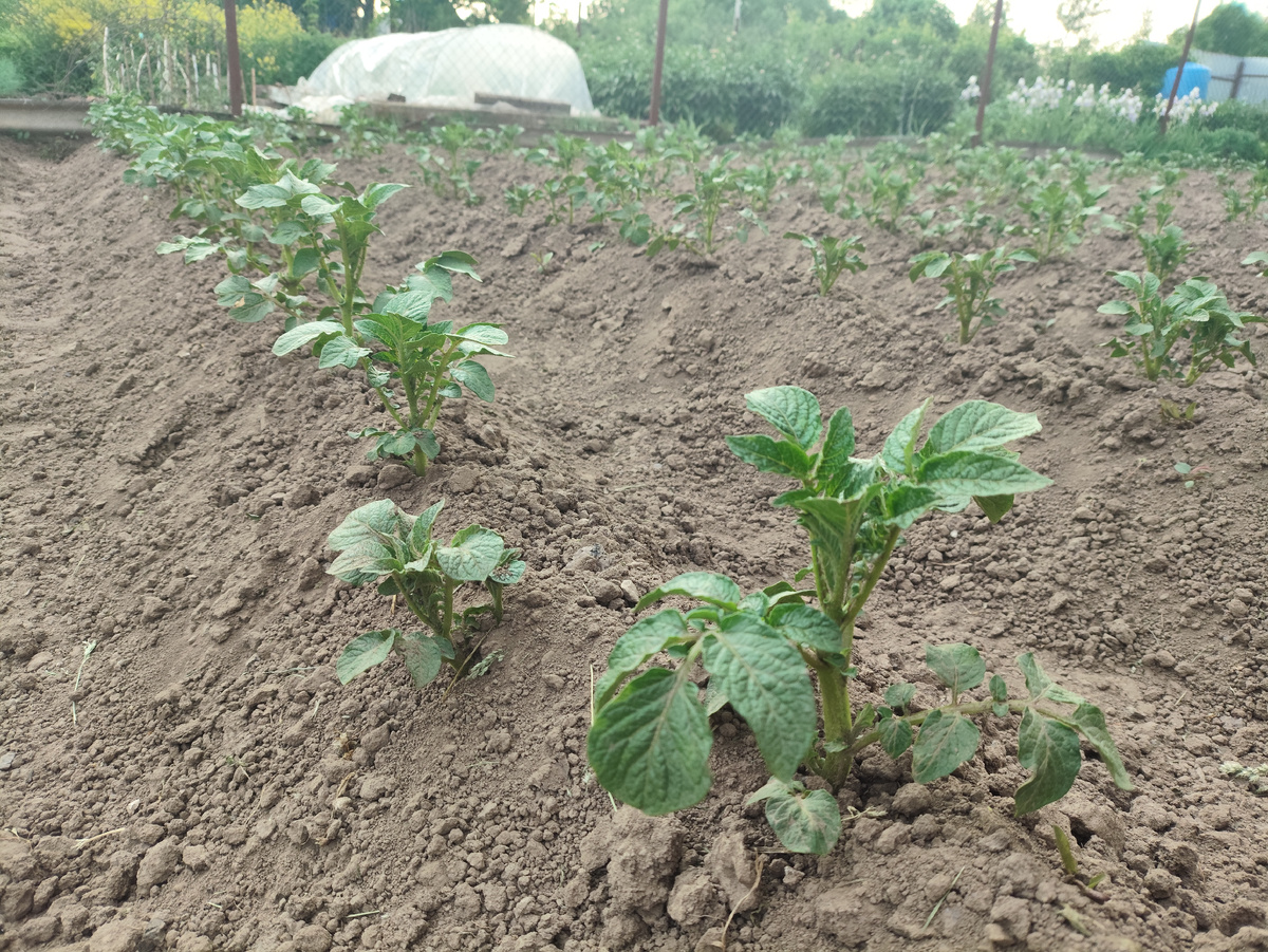 Как поливать картофель