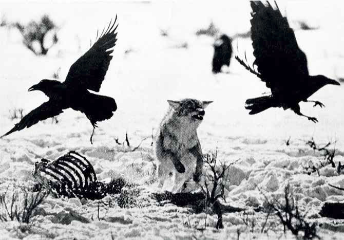 фото В.Пескова