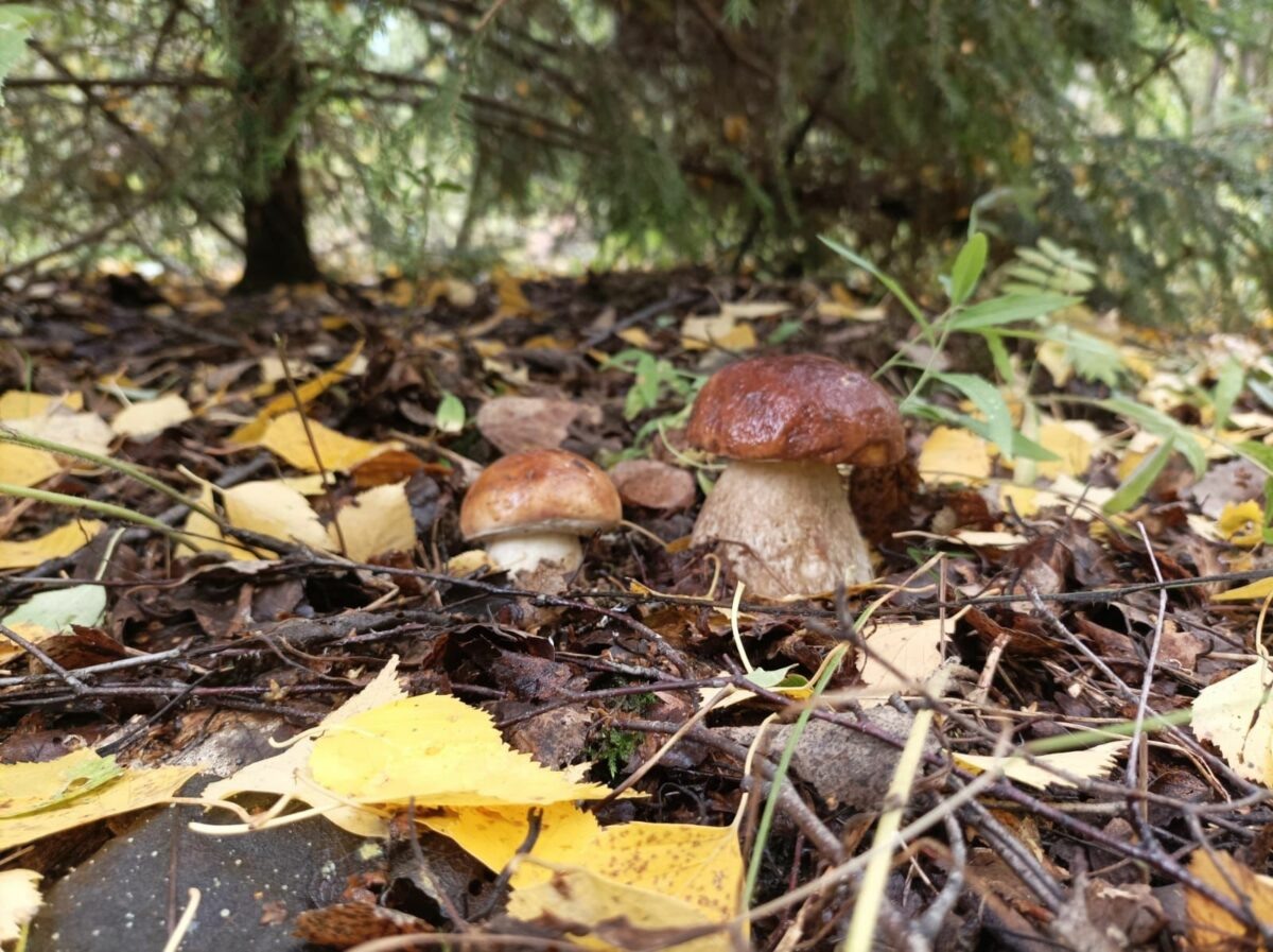    Фото: Светлана Лобова. UG.RU