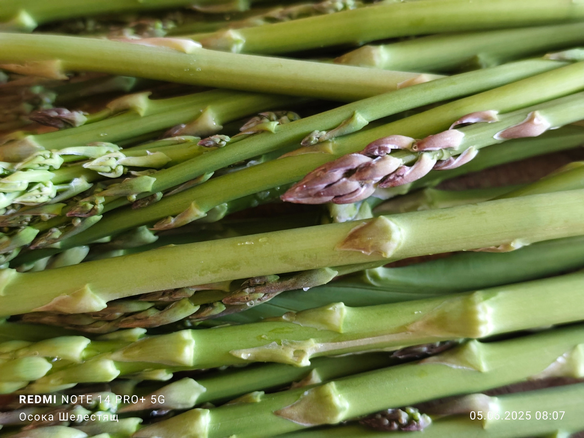 Свеженькая спаржа, только что сорванная с грядки.