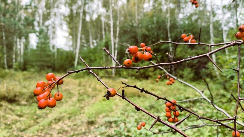     Природа. Из архива Алексея Торопова.