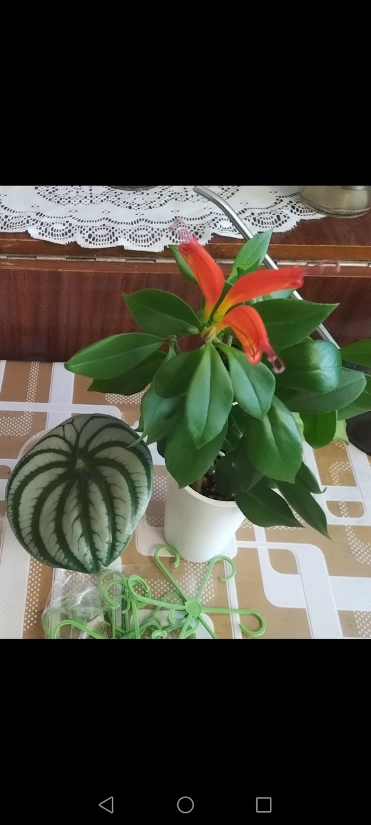 Арбузная пиперомия, Эсхинантус Жар птица и кустодержатели.