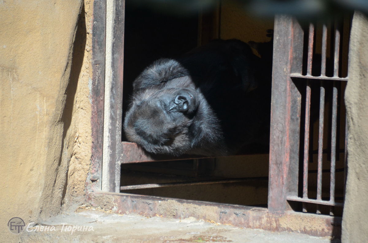 Фото: Елены Тюриной. Укрытие от жары. Отдых горилл в Московском зоопарке. Конец мая. 2025 г.