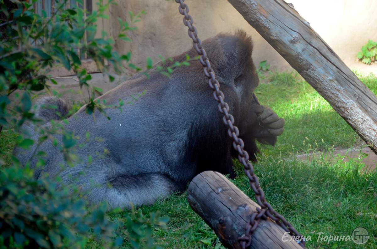 Фото: Елены Тюриной. Визури в тени в Московском зоопарке. Конец мая. 2025 г.