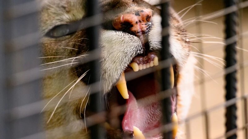     Канадская пума. Барнаульский зоопарк. Дмитрий Лямзин