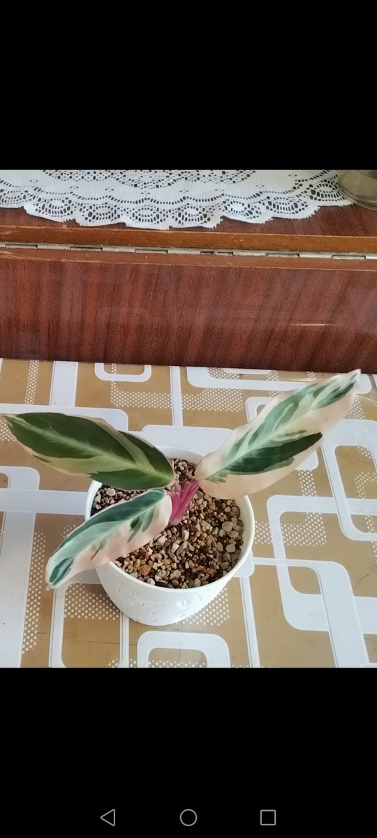 Строманта триколор