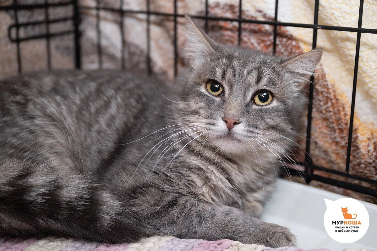 Урбино приехал с передержки.