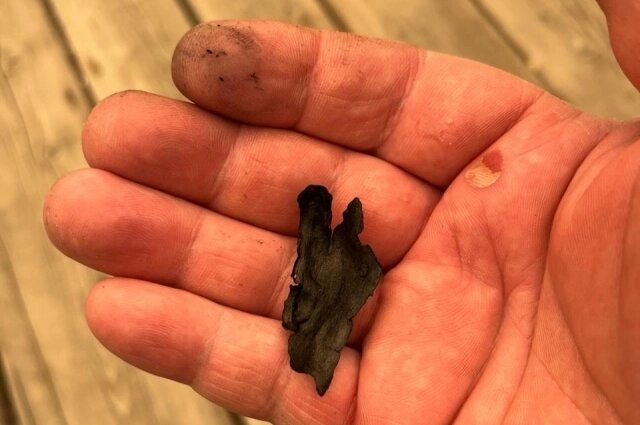    С неба падали кусочки обугленной коры. Фото: предоставлено АиФ-Бурятия героем публикации./ Денис Максимов