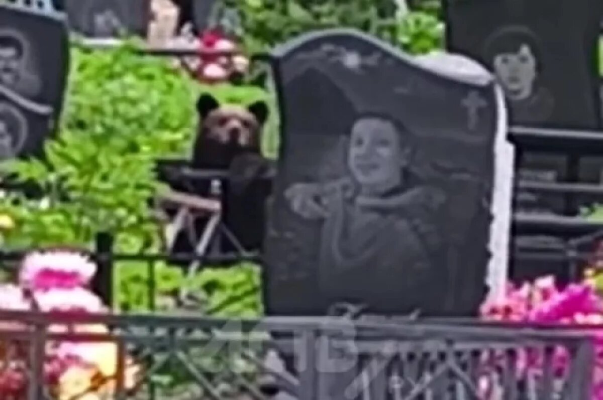    На Сахалине отстрелили пришедшего на кладбище в день похорон медведя