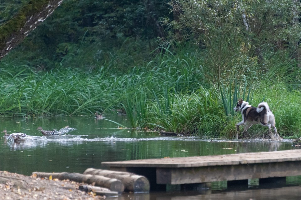    Купать собак в водоемах стоит не более 20 минут. Михаил ФРОЛОВ
