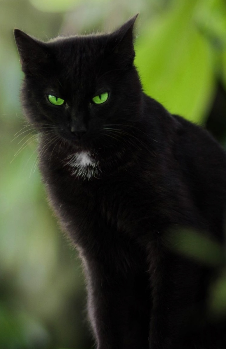 Картинка из общего доступа. 