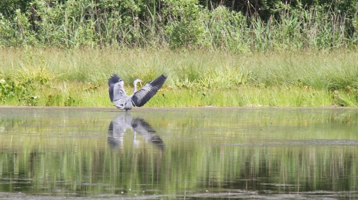 Пышминские озерки могут погибнуть из-за новой трассы.  Фото: Фотографии предоставлены Ольгой Шевченко