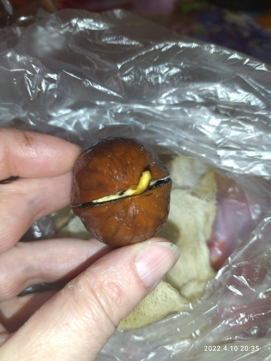 Проклюнулся)