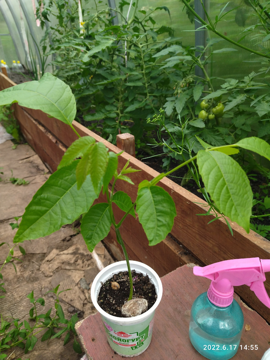 Растет грецкий ребенок