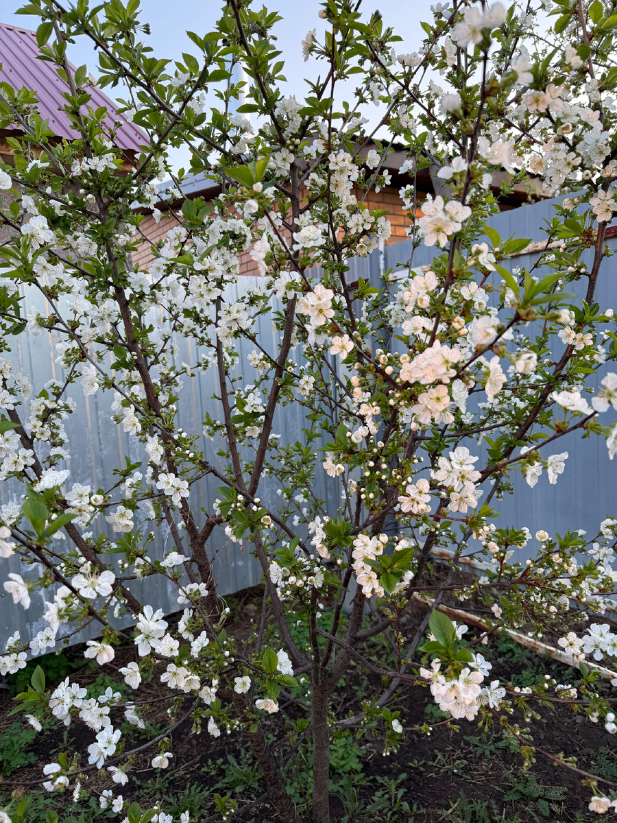 Цветущая черешня