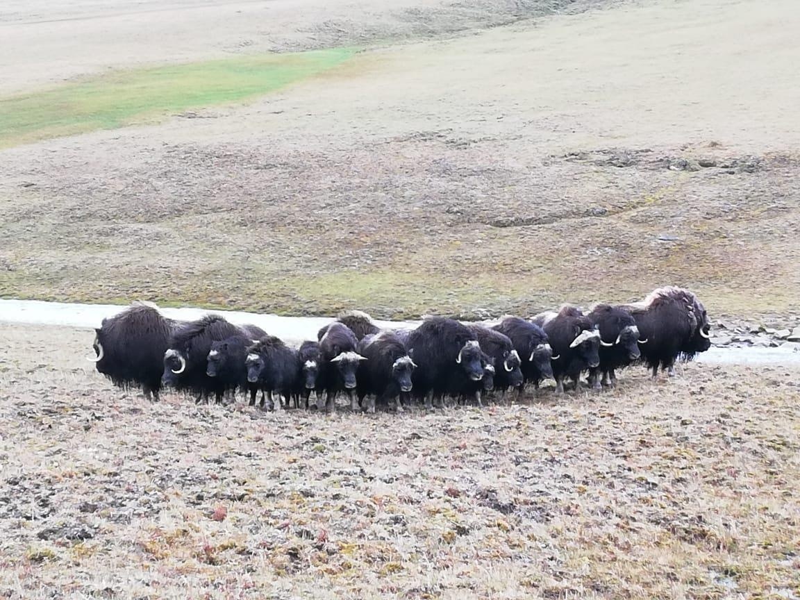 Фото: Молодые овцебыки на острове Завьялова / ИА Magadanmedia