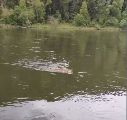     Заплыв рыси сняли на «Красноярских Столбах»