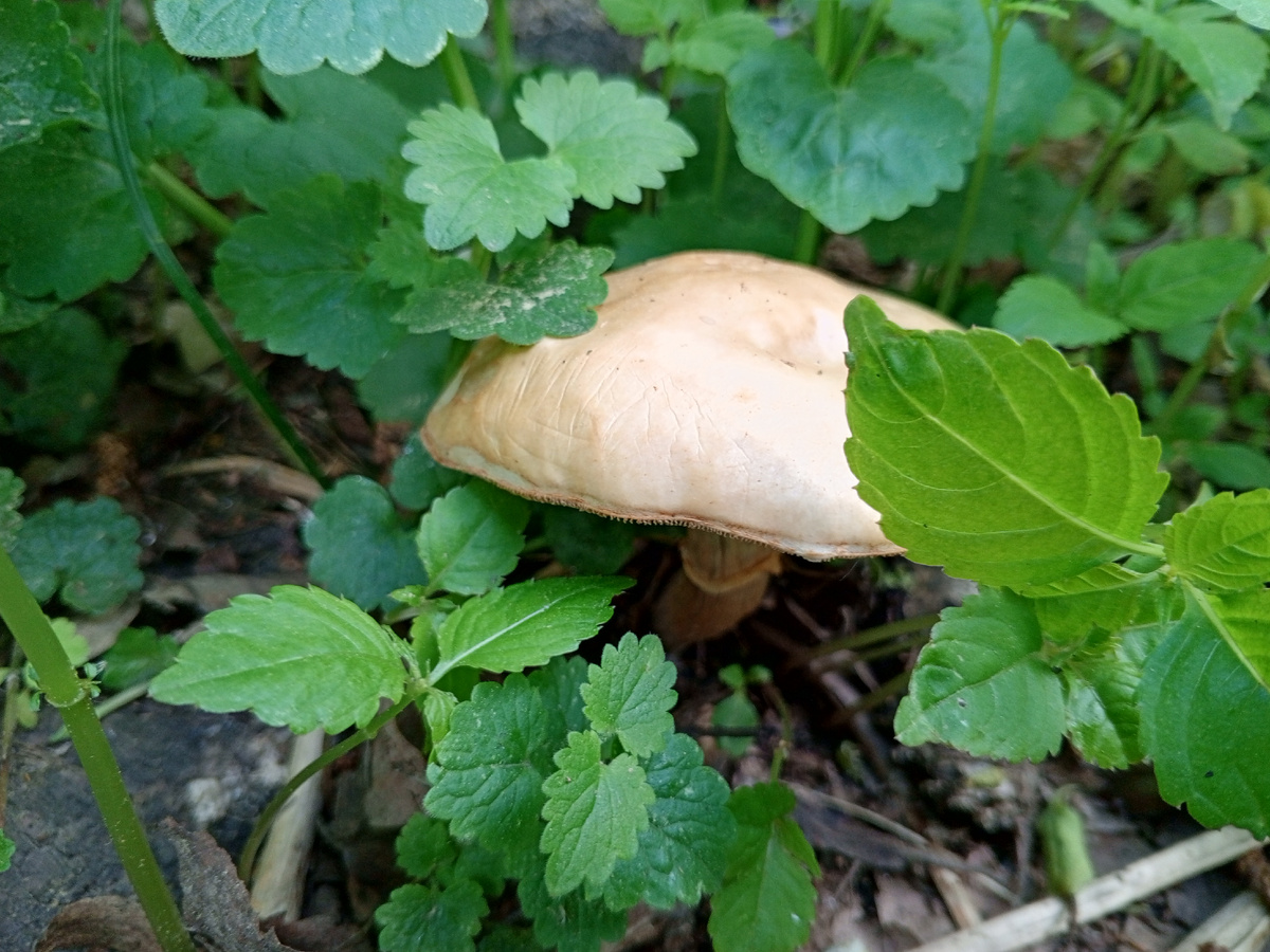 Первые грибы. Правда их есть нельзя.