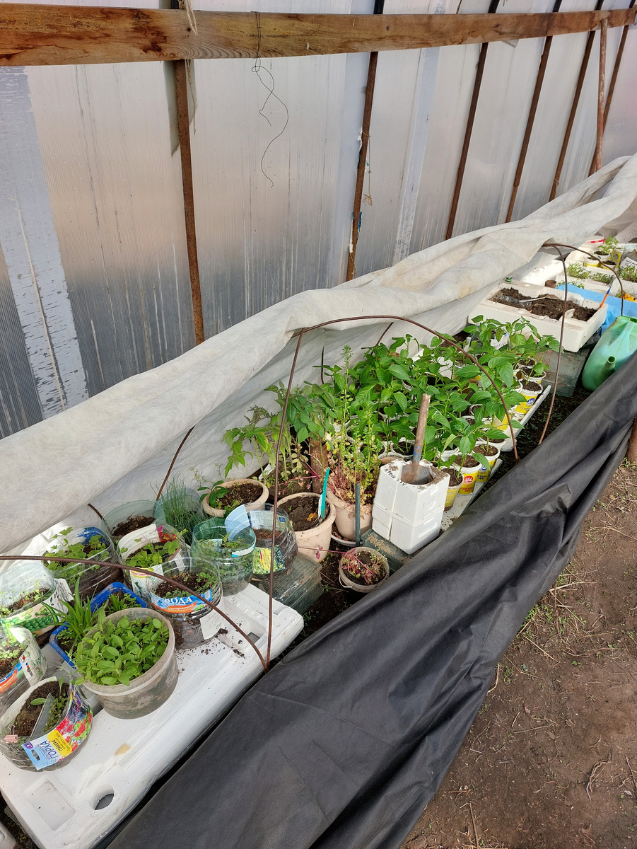  Вот одно из старых фото, когда мы еще и лук-порей выращивали, и перцы, и еще всякую всячину, а соседняя теплица, та, что сегодня перекрыта новым поликарбонатом стояла одним своим голым остовом после снятия некачественного и искрошившегося поликарбоната и нашествия там белокрылки. И земля в ней отдыхала до весны прошлого года. Но после урагана осенью 2023 года вот эту самодельную теплицу разломало так сильно, что мы решили не восстанавливать ее, а оставить как опору для высокорослых томатов. В сети очень много вариантов подобных опор для высокорослых томатов. Тем более, что "лежачие" томаты типа "Петруша-огородник" я сеять вообще перестала. А устала просто. Начала всё огородное сокращать. Перец и порей уже не для нас и я рада. Нет их больше в нашем огороде.