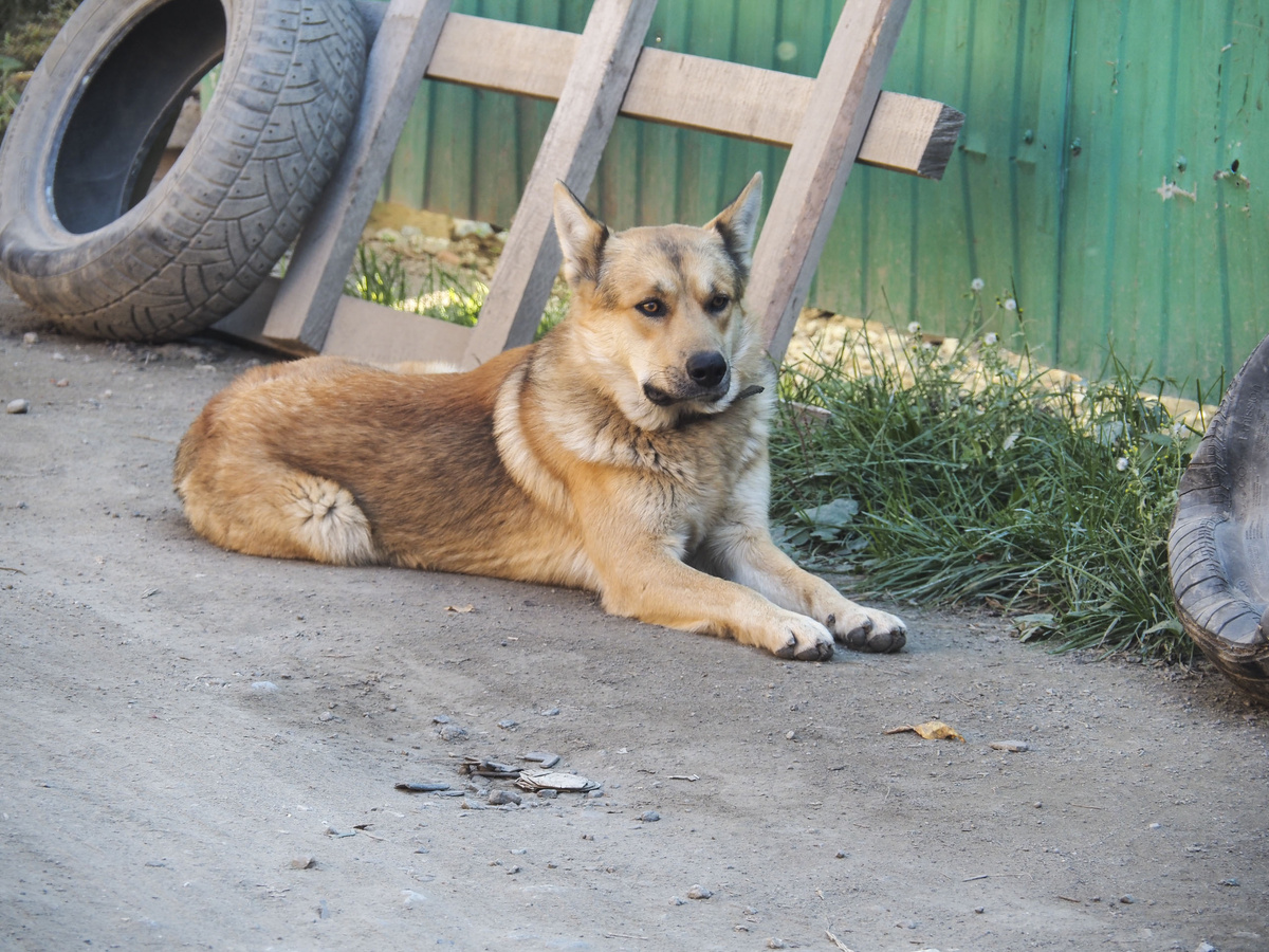 Хабаровский край узаконил эвтаназию для бездомных животных.  Фото: Фото: ФедералПресс / Антон Федулов