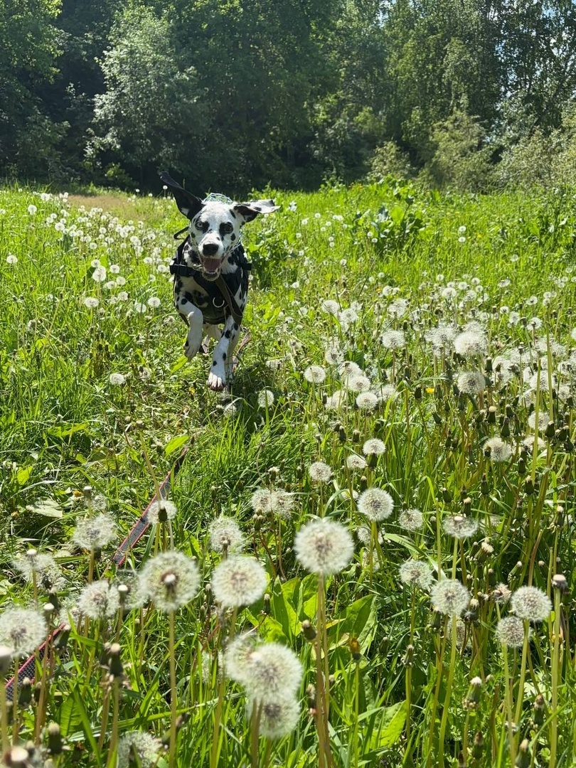 Далматинка чудесно позирует на природе, где фото наполнены красотой!