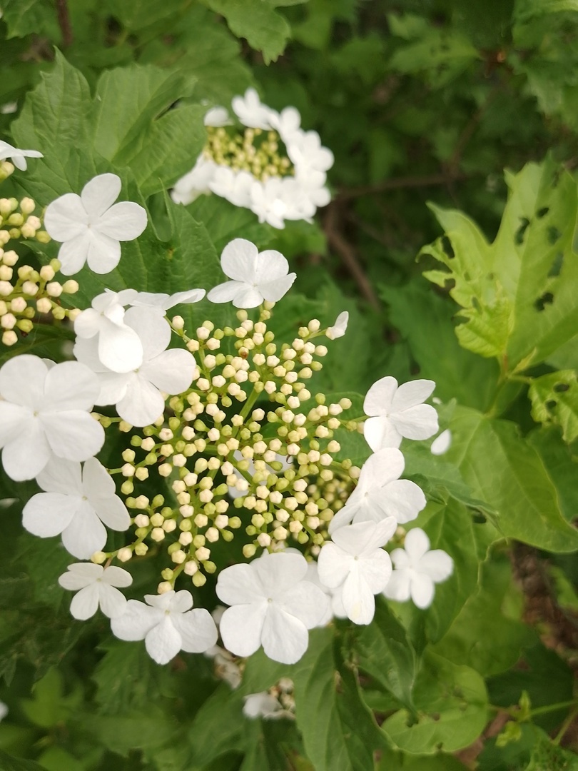 Калина цветет на соседнем участке