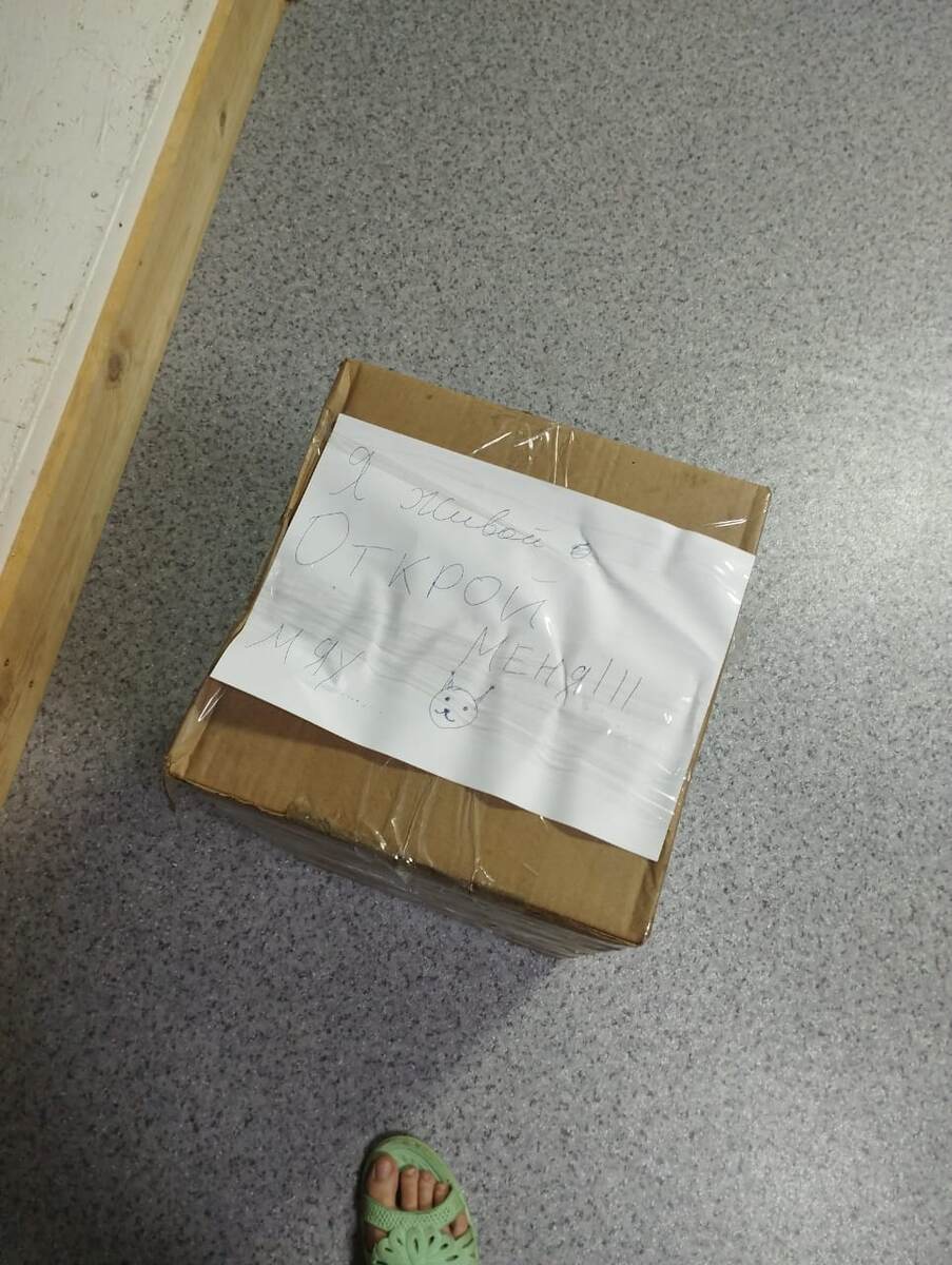 Кот в коробке.