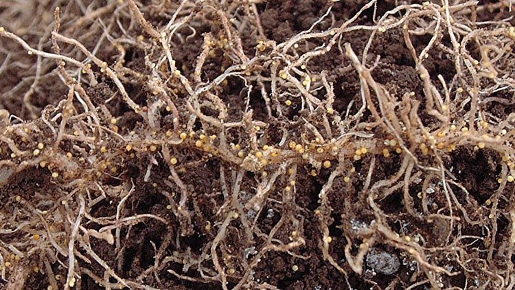    Препараты для самоубийственного вылупления картофельных нематод помогут защитить второй хлеб