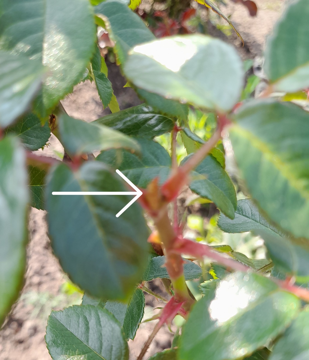 Проснулась спящая почка. Фото автора 