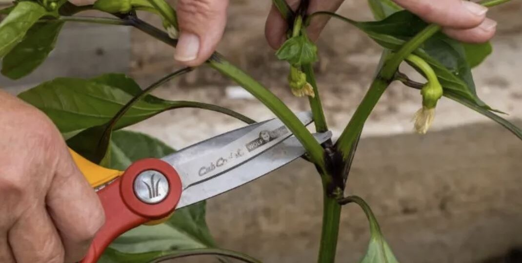 Формирование перца для максимального урожая: пошаговая инструкция