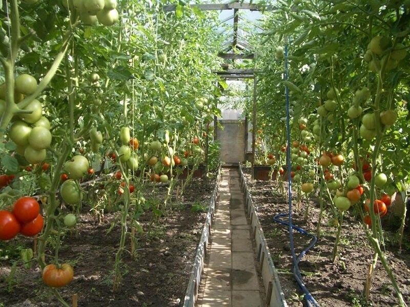 Создайте подходящие условия томатам в теплице, чтобы урожай только радовал