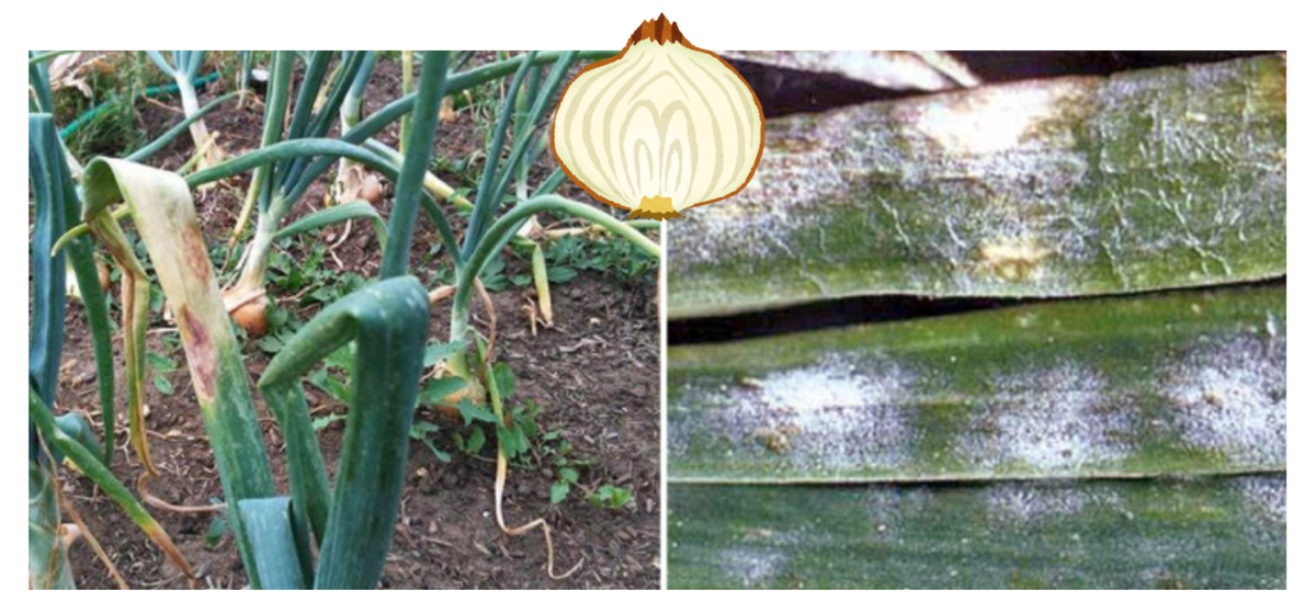 Источник фото: ogorod.ru